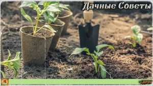 Подкормка РАССАДЫ от которой ваши растения БУДУТ КРЕПКИЕ всего за 5 рублей ДАЧНЫЕ СОВЕТ
