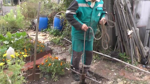 Абиссинка на грядке. смотреть онлайн