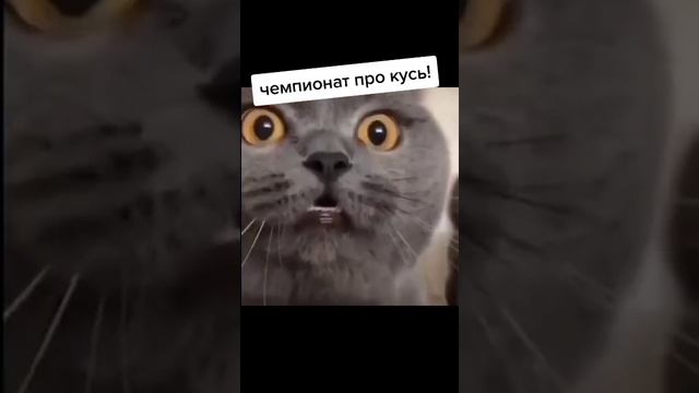 Чемпионат по кусь