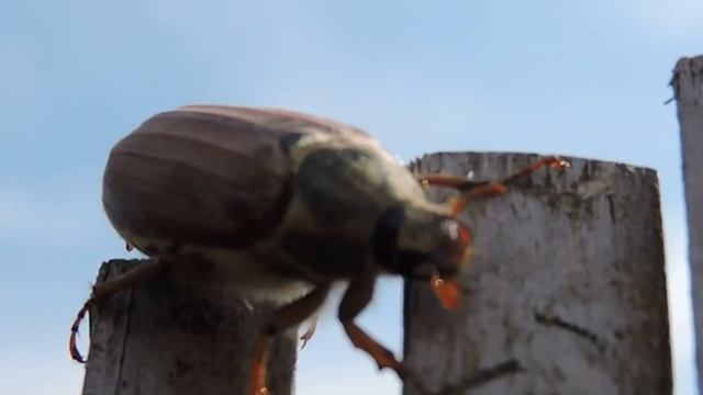 Chrabąszcz majowy - krótkie życie / Cockchafer - short life / Melolontha melolontha смотреть онлайн