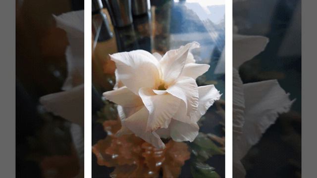 Adenium collection смотреть онлайн