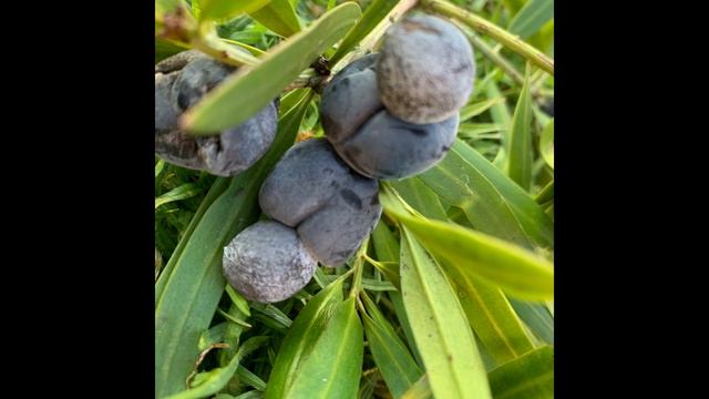 Podocarpus elatus - Plum Pine or Illawarra Plum | Must-See May смотреть онлайн