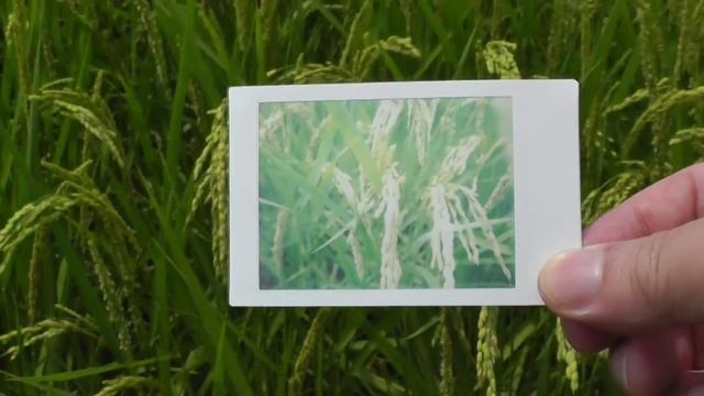 FUJIFILM instax mini 90　100均の老眼鏡（Senior Glass〔100yen Shop〕）