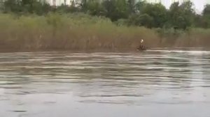 лось плывет по реке