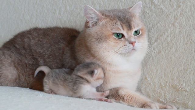 Henry with daughter. смотреть онлайн
