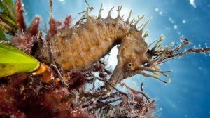 10 САМЫХ УДИВИТЕЛЬНЫХ МОРСКИХ ОБИТАТЕЛЕЙ !