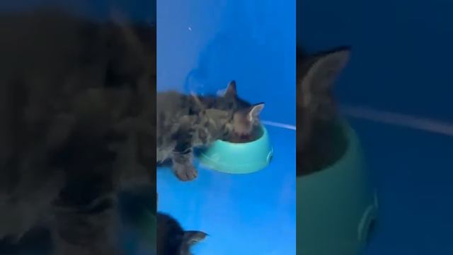 21 04 Цезарь, Фил, Селена 1 мес смотреть онлайн