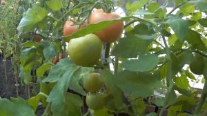 ТОМАТ ИМПЕРАТОРСКАЯ СЛАБОСТЬ F1.  2020