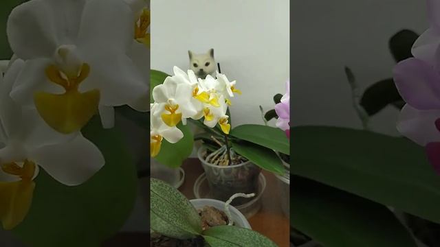 Фаленопсис Льюис Бэрри ,Triprince ,"Yellow lip" и ароматная Лиодоро!!! смотреть онлайн