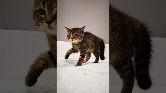 Котёнок Мейн кун 2,5 месяца метис смотреть онлайн