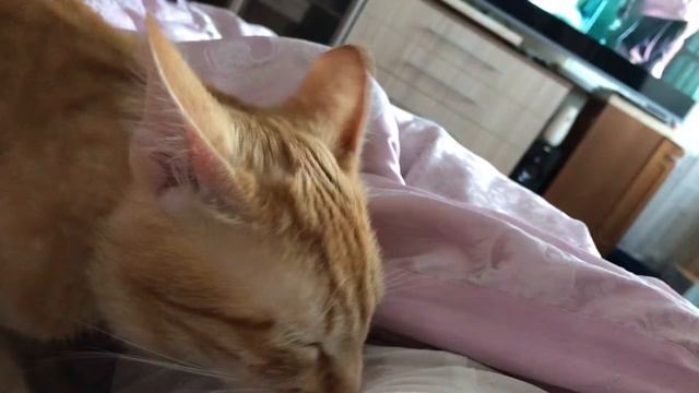 Мой кот думает ,что я его мама кошка! смотреть онлайн