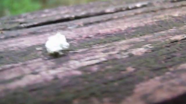 Cochineal Bug - Dactylopius Coccus