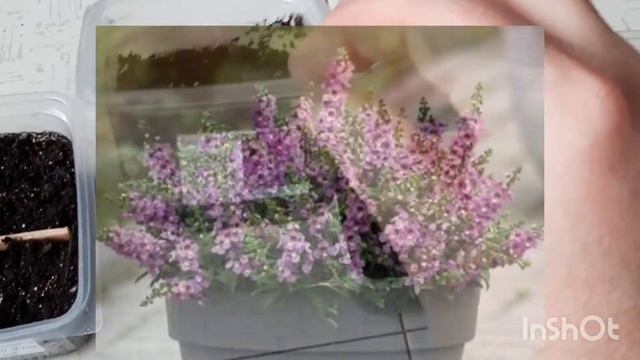 Февральские посевы цветов. смотреть онлайн