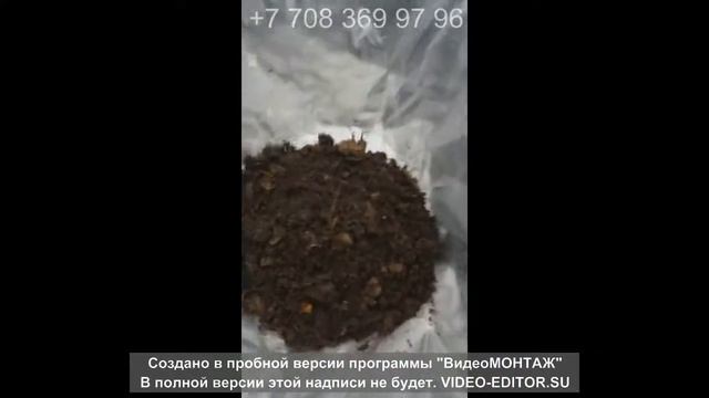 1000 червей НАГЛЯДНО!!! Сколько это? Как выглядит семья червей? смотреть онлайн