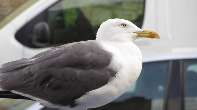 Canon SX220 IS test recording featuring Reg the seagull. смотреть онлайн