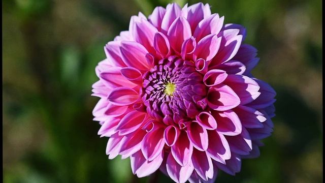 Dahlia Varieties ? 75 Beautiful Dahlias # Flower смотреть онлайн