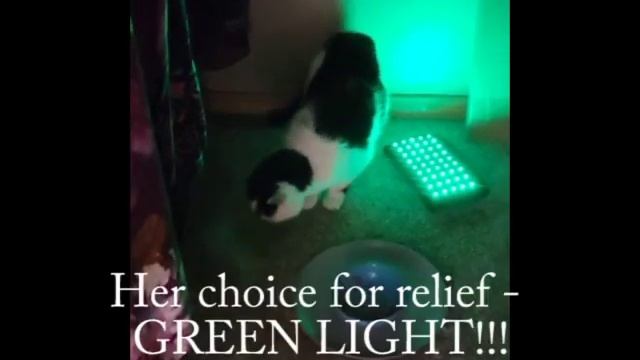 Green Light Therapy for Cats - See How Cats React to Green Light Therapy (Animals Can't Lie) смотреть онлайн