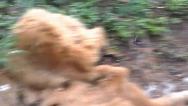 Я еще не знал ,что это была медведица с медвеженком. смотреть онлайн