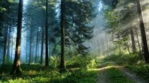 звуки тайги (taiga sounds)