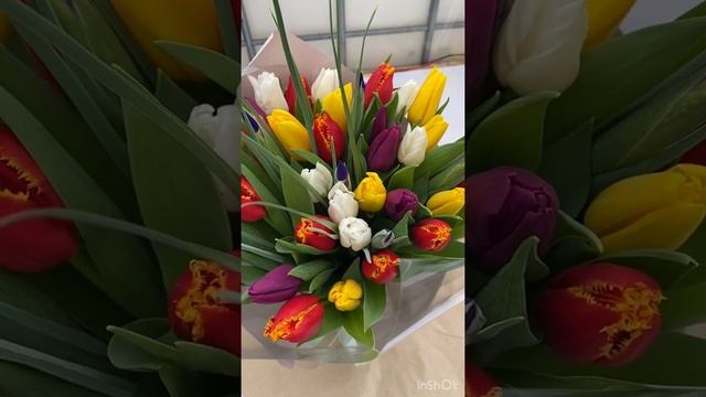 Выгонка тюльпанов к 8 марта смотреть онлайн