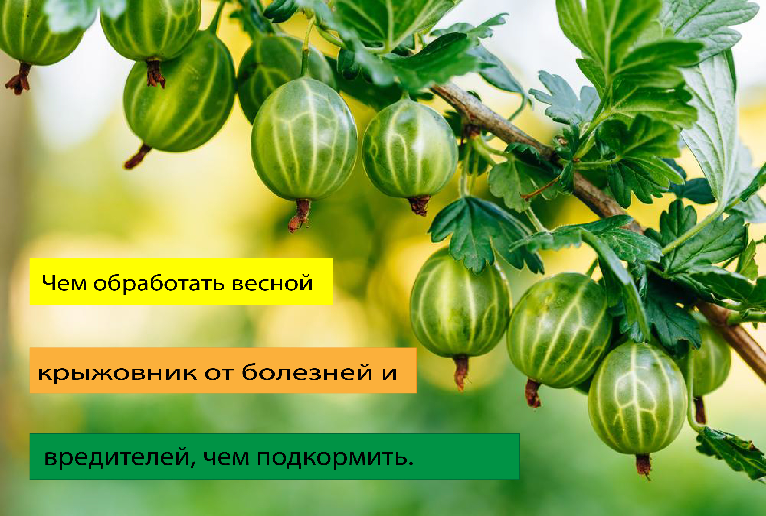 Чем обработать крыжовник весной от болезней и вредителей, и первая подкормка.