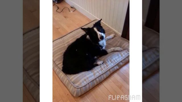 Rainbow bridge - we are talking border collies смотреть онлайн