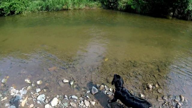 Охотничья собака. Обучение подачи дичи по перу. Русский спаниель. смотреть онлайн