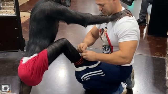 Обезьяна Боня и новые кроссовки / Bonya The Monkey And Her New Sneakers