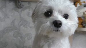 У КЕВИНА ВЫПАЛ МОЗГ | ДЕНЬ ПРАНКОВ ОТ КОТОВ НАД ЗВЕРОПАПОЙ