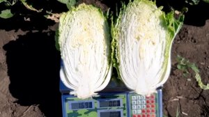 Натсуки F1 пекинская капуста от Саката.