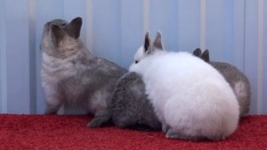 Калифорнийские крольчата с серым налётом –  брак или стандарт?