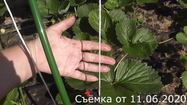 Ремонтантный сорт садовой земляники Альбион смотреть онлайн