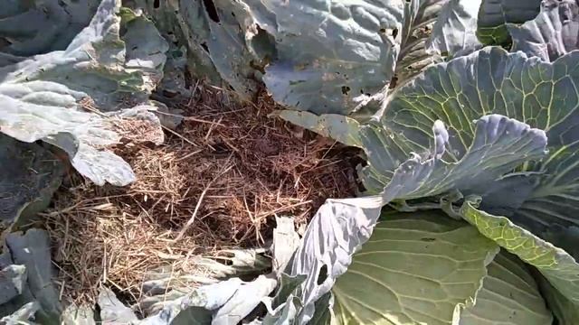 Если осенью вырос сидерат, то что с ним делать смотреть онлайн