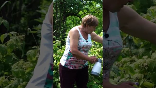 Хлороз на малине ? Используй хилат железа ! смотреть онлайн