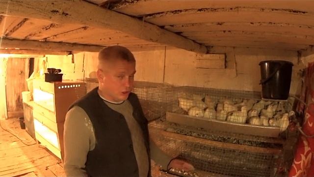 Какие породы перепелок выбрать Плюсы Минусы содержания смотреть онлайн