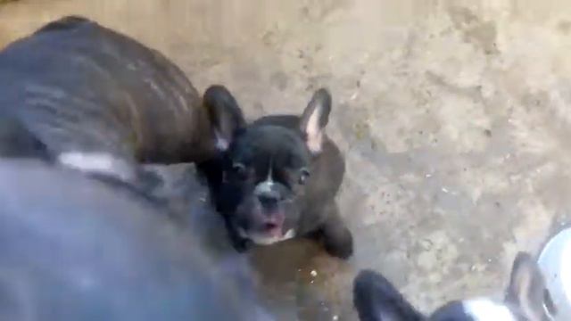 Бульдоги смотреть онлайн