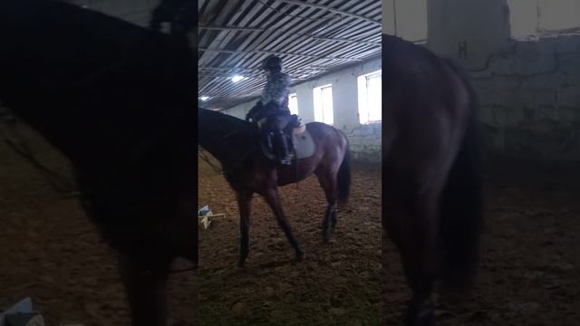 тренировка на новой лошади по кличке Зинята (2) смотреть онлайн