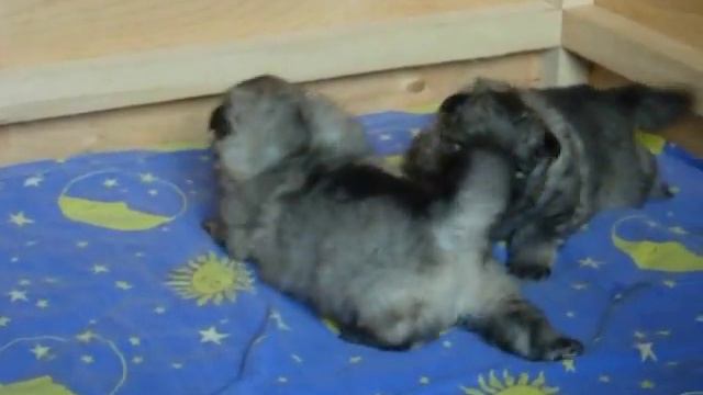 "щенки кеесхонда тел. 8 963 077 3924" смотреть онлайн