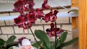 ??В ШОКЕ ОТ ТАКОГО УХОДА ЗА ОРХИДЕЯМИ! ШОКИРУЮЩИЕ ОПРЫСКИВАНИЯ ОРХИДЕЙ И РЕЗУЛЬТАТ?! ВОДА И ОРХИДЕИ