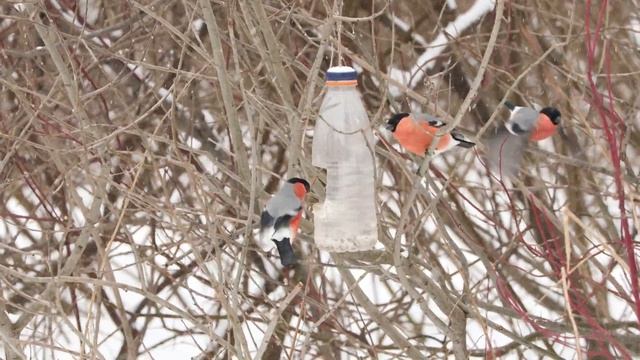 Снегириный куст в Измайловском парке смотреть онлайн