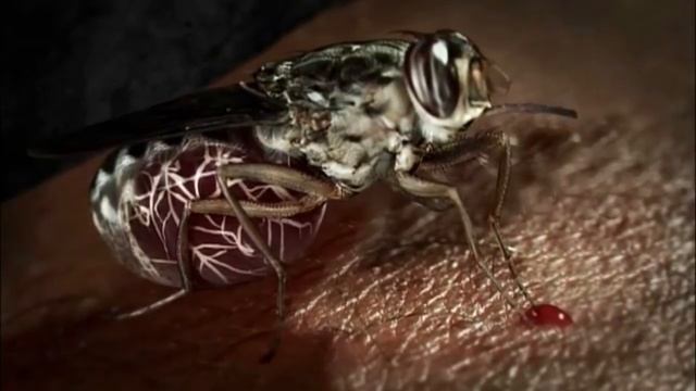 10 Самых Опасных Насекомых Для Человека. Зомби Чез смотреть онлайн