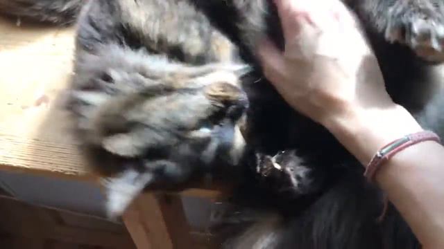 Релакс мурчание кошек . Фиби. СБФ "Маленькие друзья" смотреть онлайн