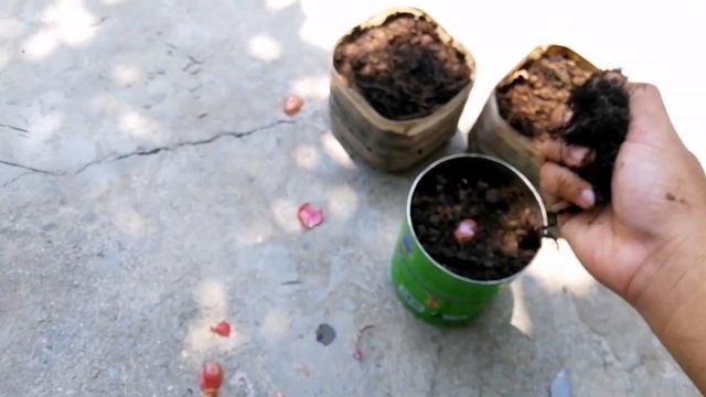 Grow Red Garlic At Home смотреть онлайн