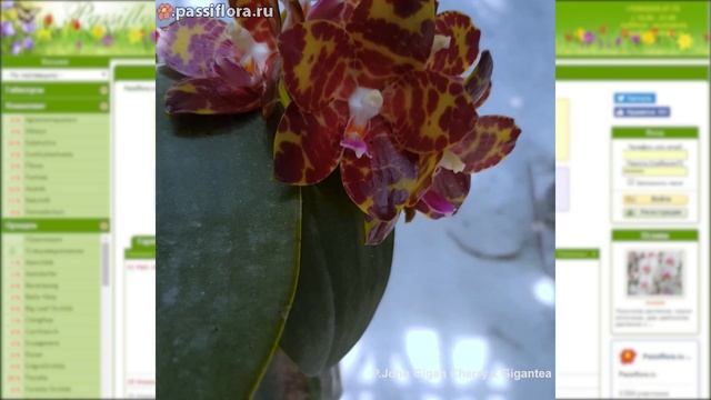Phal. John Gigan Cherry X Gigantea