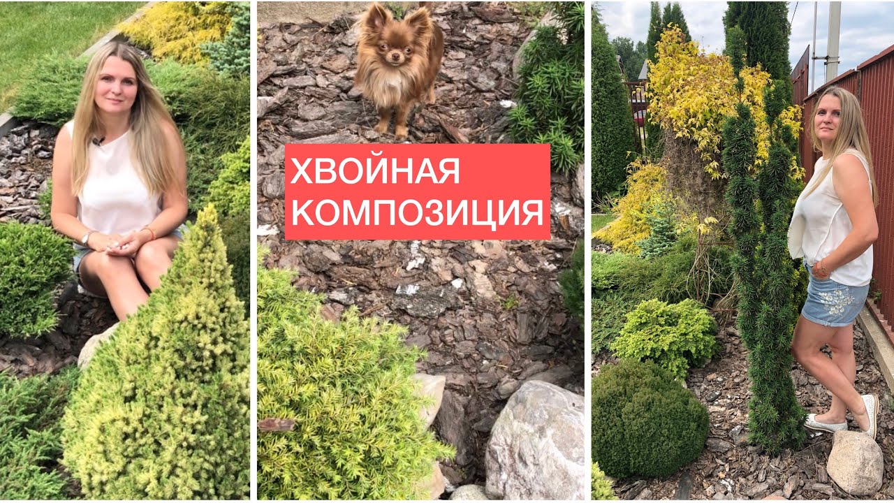 Хвойная композиция Размеры клумбы Ассортимент растений на латыни смотреть онлайн