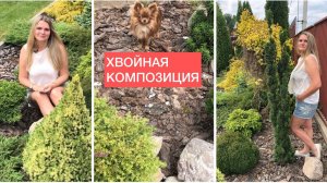 Хвойная композиция Размеры клумбы Ассортимент растений на латыни