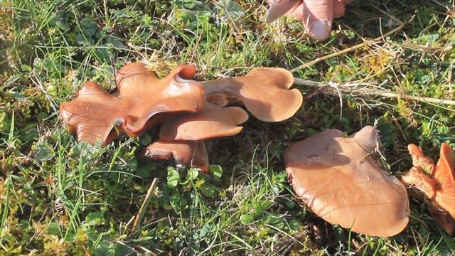 Pleurotus eryngii | Seta de cardo ¡Excelente comestible! #setas смотреть онлайн
