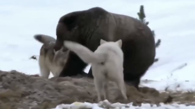 Самые невероятные битвы животных снятые на камеру смотреть онлайн