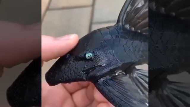 Венесуэльская панака смотреть онлайн