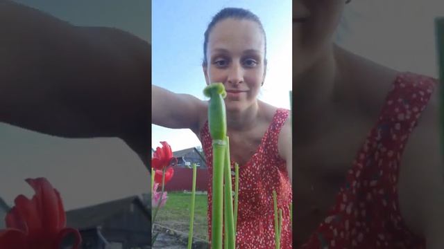 После цветения у тюльпанов необходимо удалить семенные коробочки смотреть онлайн